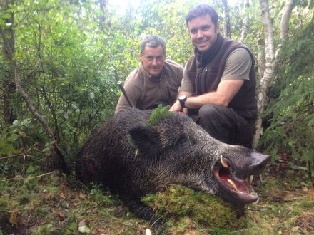 Jabali en monteria
