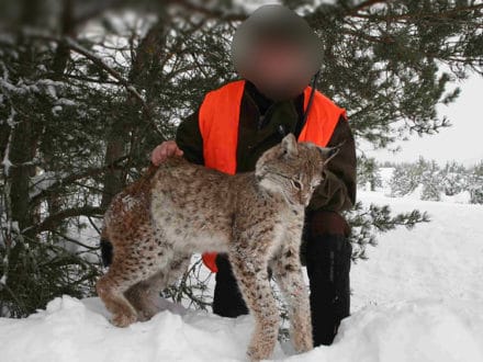 Caza del Lince